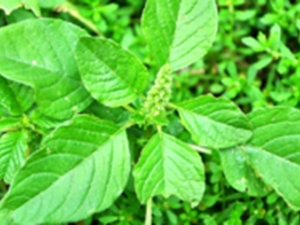野苋菜的用法_野苋菜的功效作用_野苋菜的注意事项| 中国医药信息查询平台