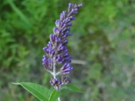 醉鱼草花