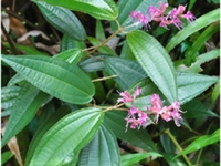 少花柏拉木