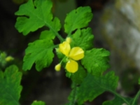 秃疮花