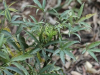 梁王茶