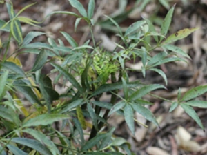 梁王茶