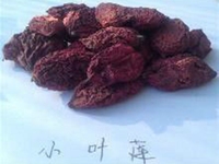 小叶莲