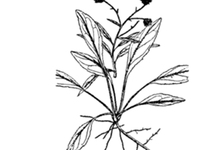 青药