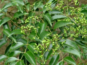野鸦椿叶