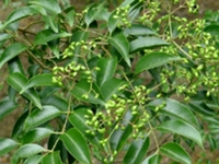 野鸦椿叶