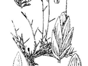 小獐毛