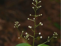 繸瓣珍珠菜