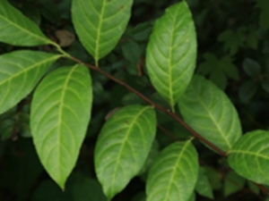云南美登木