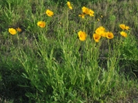 线叶金鸡菊