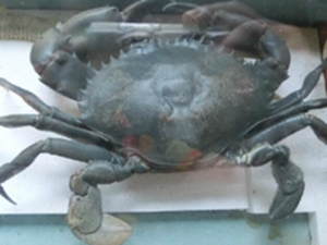 青蟹