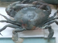 青蟹