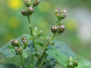 蓑衣莲
