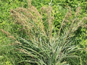 野香茅