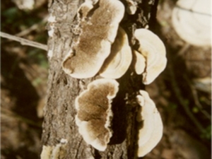 亚黑管菌