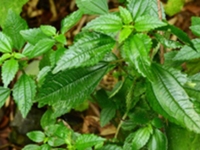 透茎冷水花