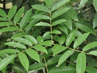 秃叶红豆树