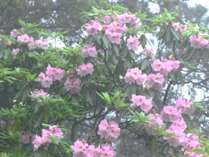 云锦杜鹃