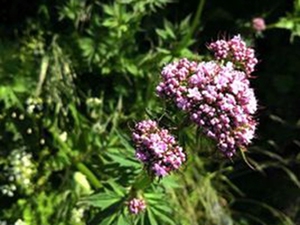 缬草