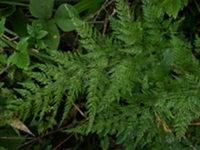 小叶金花草