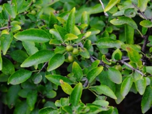 小叶鼠李