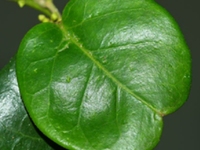 台湾牛奶菜