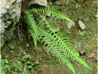 小叶金鸡尾巴草