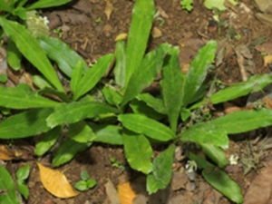 野芫荽