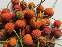 香港四照花果