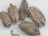 香豆蔻