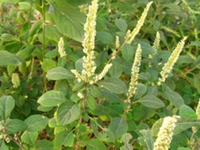香苏草