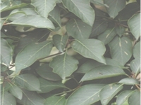 香果树