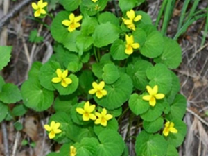 双花堇菜
