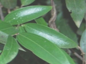 香叶根