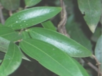 香叶根