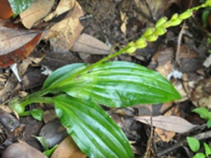 野猪胆草