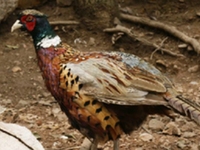 雉