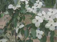 香港四照花