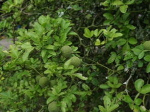 枳茹