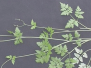 香根芹根