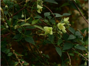 小粘药