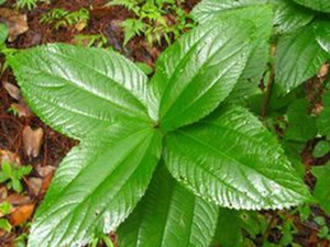 野苎麻