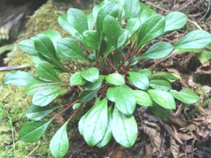 岩筋菜