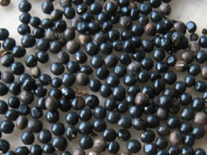 野鸦椿子