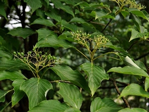 灯台树