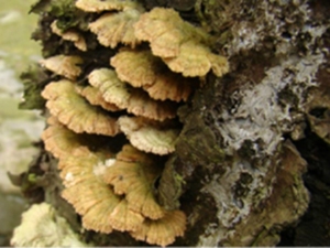 蝶毛菌