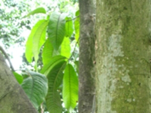 大黄树