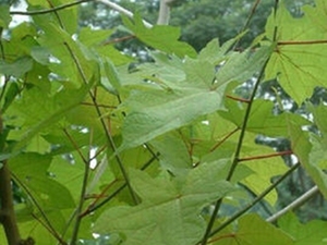 八角枫根