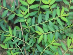 蜜柑草