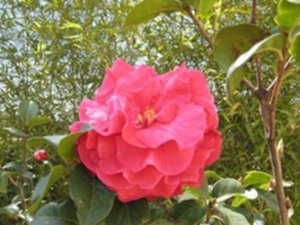 滇山茶
